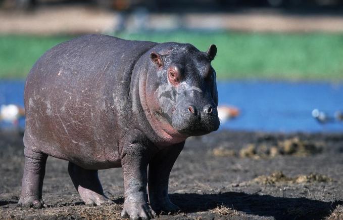 湿地和湿地动物,国外最大的湿地有什么动物