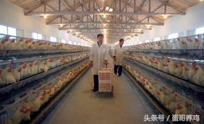 鸡群大面积死亡紧急救治,一天好几百的死鸡是得了什么病