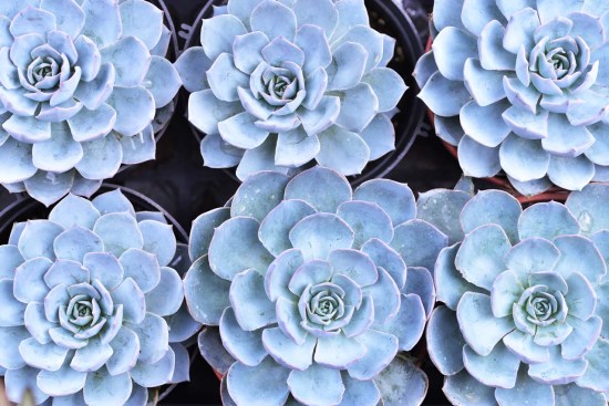 最好养的蓝色多肉,蓝石莲蓝色多肉