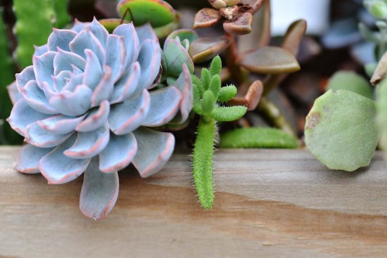 最好养的蓝色多肉,蓝石莲蓝色多肉