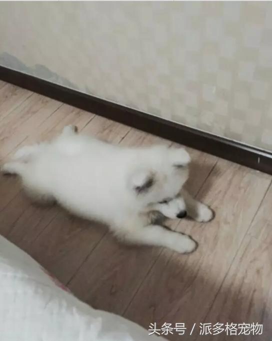 萨摩耶得细小容易治愈吗,萨摩耶生病一般需要多长时间治好