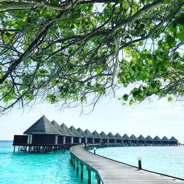 上海马尔代夫美人蕉岛,马尔代夫美人蕉岛旅游