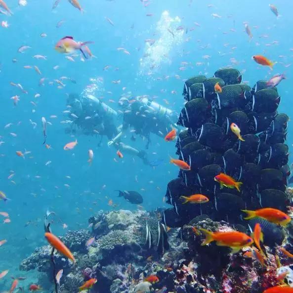 上海马尔代夫美人蕉岛,马尔代夫美人蕉岛旅游