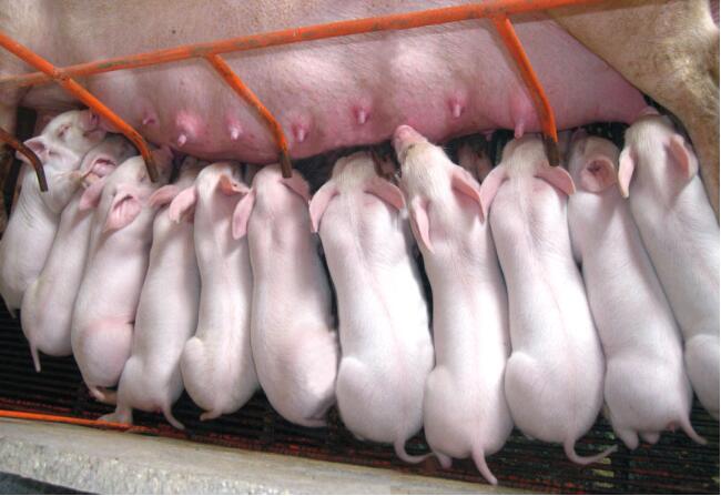 想要母猪多产崽怎么养,想要养好母猪