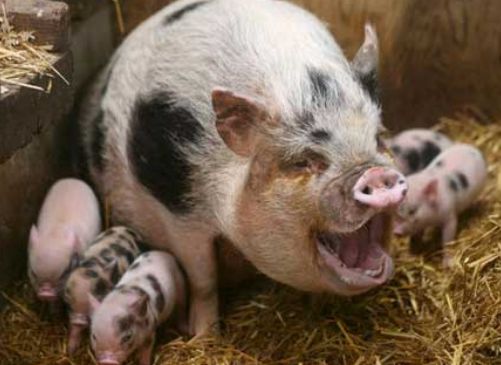 想要母猪多产崽怎么养,想要养好母猪