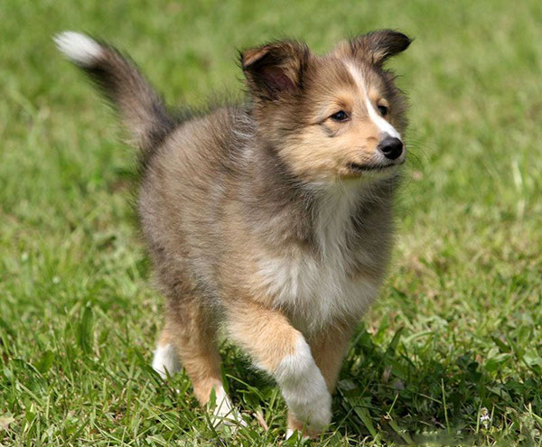 喜乐蒂牧羊犬短毛,苏格兰牧羊犬vs喜乐蒂牧羊犬