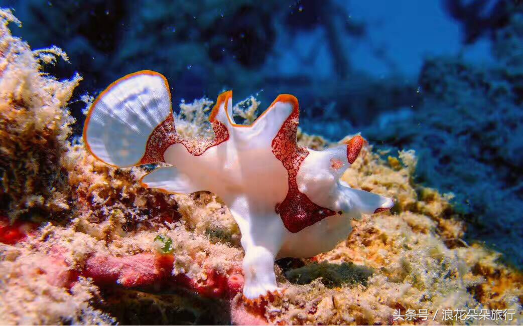 到泰国转机的人需要注意些什么,十二月份去泰国旅游要注意什么