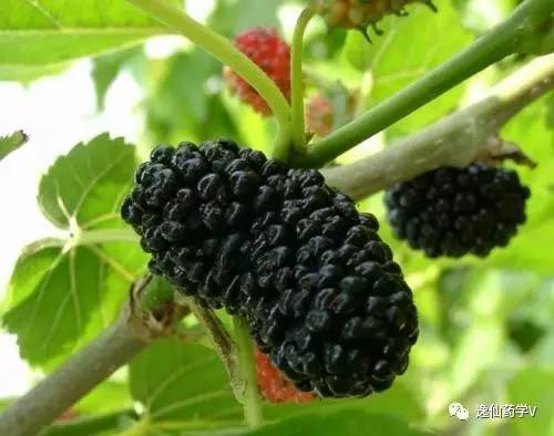 一个植物多个来源的中药,功效相似的药材有哪些中药