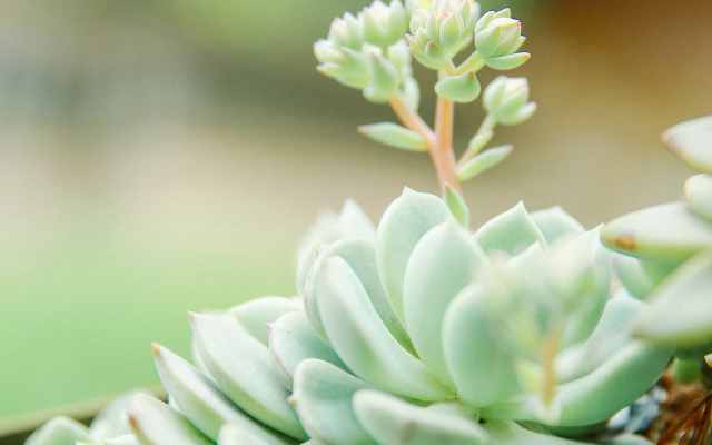 肉肉买回来就变色怎么回事,肉肉怎样养会变色