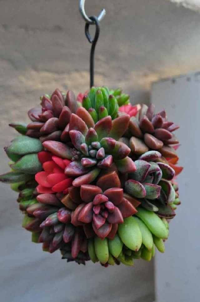 肉肉买回来就变色怎么回事,肉肉怎样养会变色