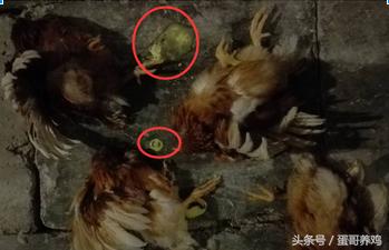 鸡群大面积死亡紧急救治,一天好几百的死鸡是得了什么病