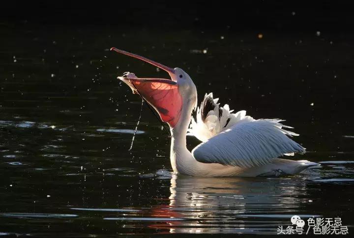 索尼超长焦黑卡rx10iii,索尼黑卡rx10m4相机入门