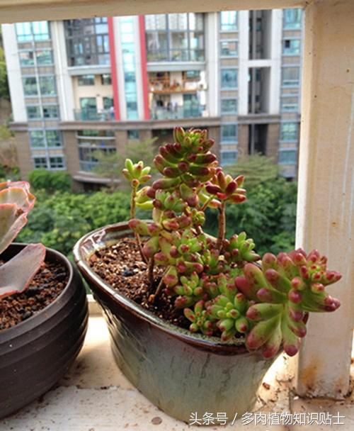 多肉植物增色液实验，到底所谓的韩过“神水”有没有用？