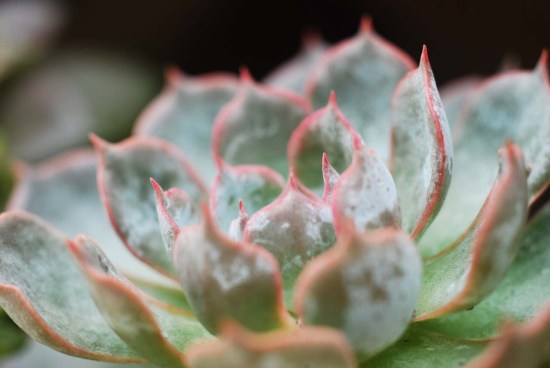 最好养的蓝色多肉,蓝石莲蓝色多肉