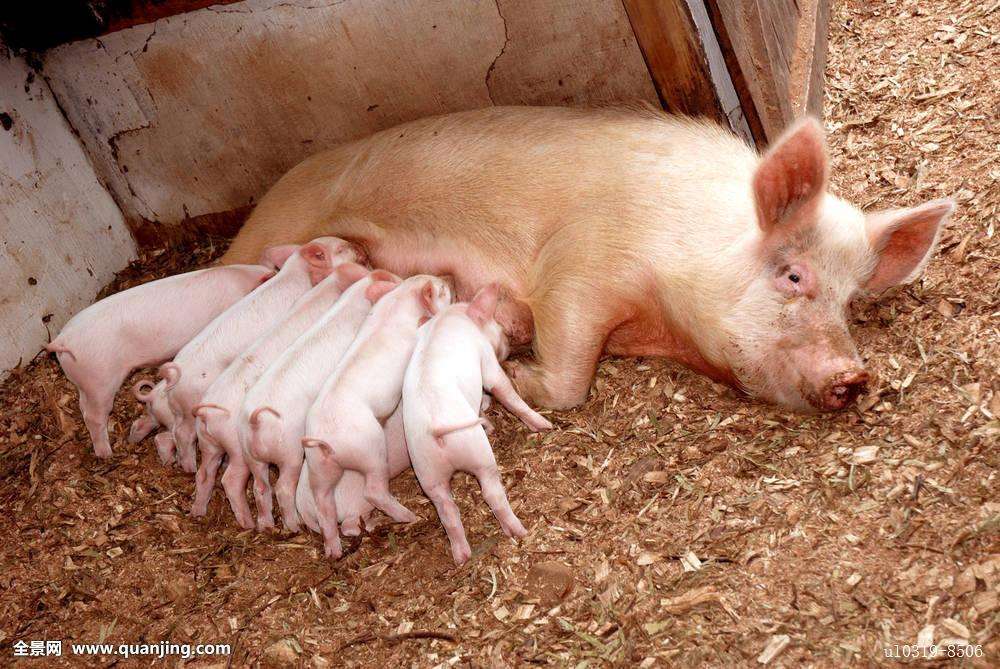 想要母猪多产崽怎么养,想要养好母猪