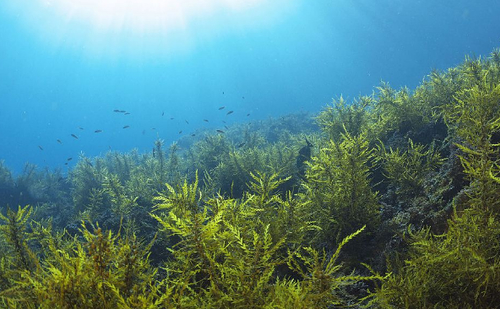 带珍珠粉的海藻面膜,极致海藻面膜