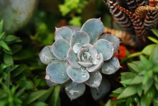 最好养的蓝色多肉,蓝石莲蓝色多肉