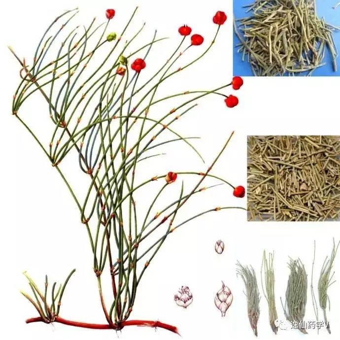 一个植物多个来源的中药,功效相似的药材有哪些中药