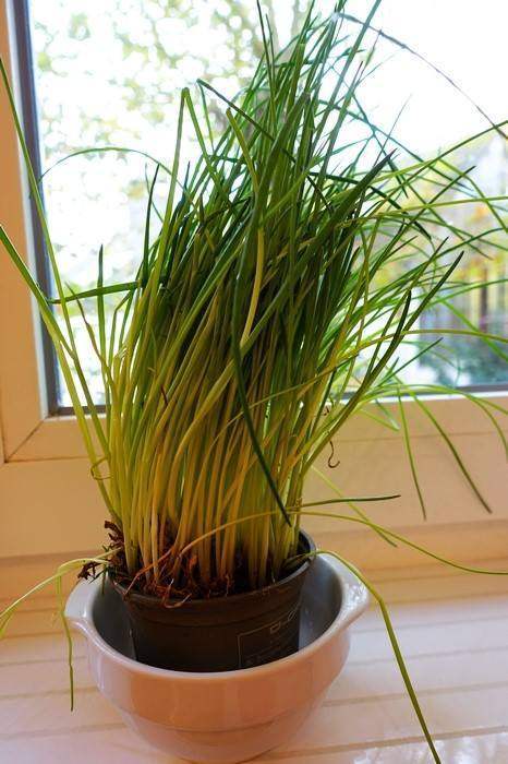 吃不完的生姜可以把它晒成干姜吗,吃不完的葱姜蒜要放冰箱吗