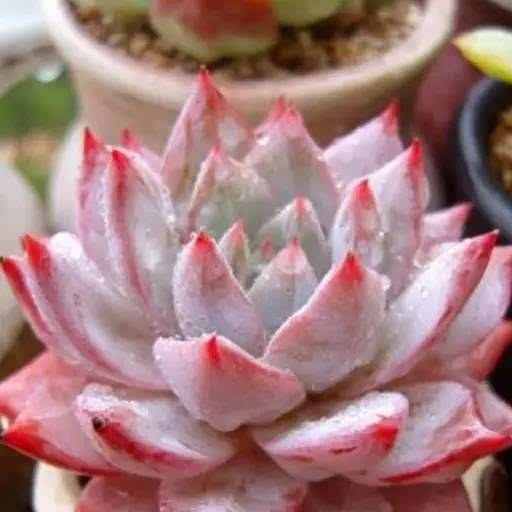 肉肉买回来就变色怎么回事,肉肉怎样养会变色