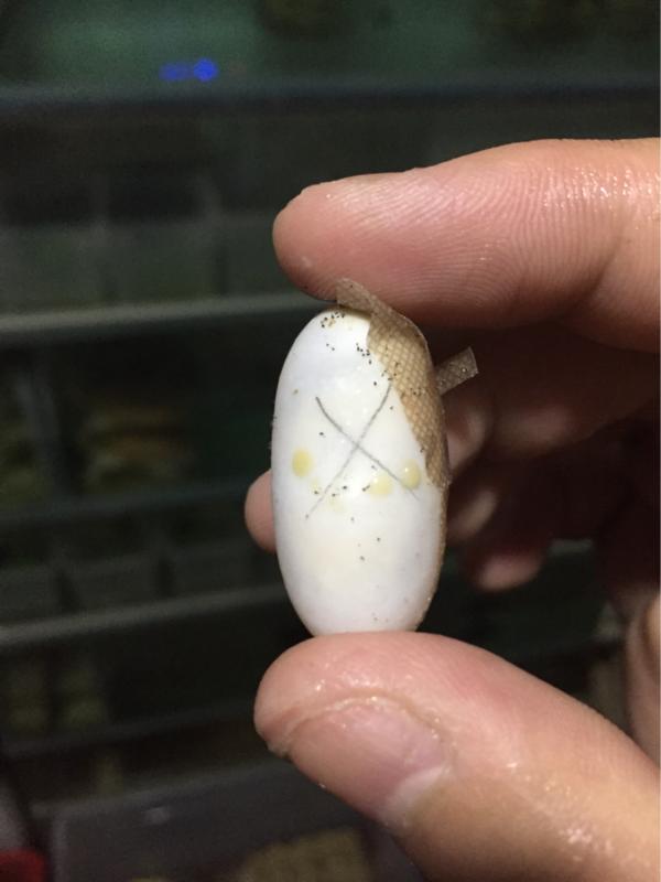 龟蛋买回家孵化温度湿度,龟低温孵化湿度