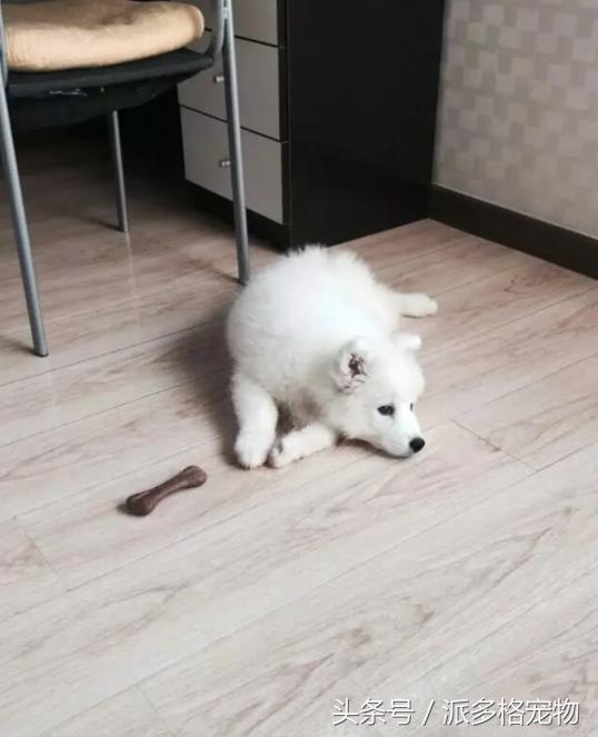 萨摩耶得细小容易治愈吗,萨摩耶生病一般需要多长时间治好