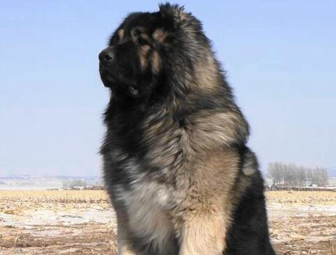 高加索犬吃什么,高加索犬吃什么最有营养