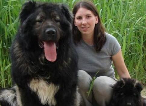 高加索犬吃什么,高加索犬吃什么最有营养