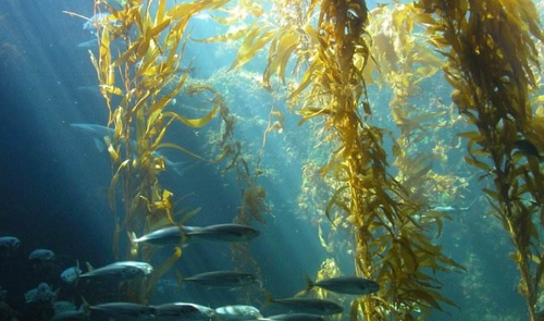 带珍珠粉的海藻面膜,极致海藻面膜