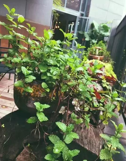 武汉11月新晋美食来了，这20家新店让你欲罢不能！吃吃吃撑到爆！