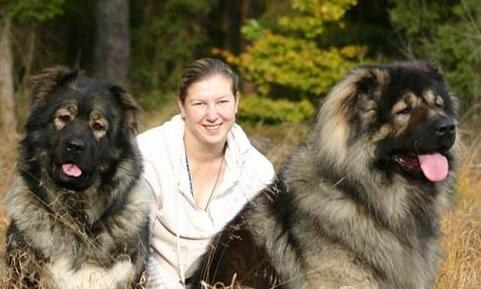 高加索犬吃什么,高加索犬吃什么最有营养