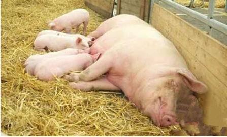 想要母猪多产崽怎么养,想要养好母猪