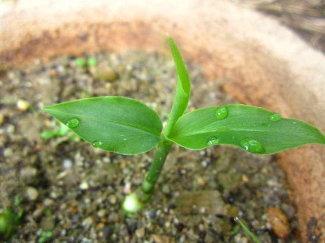 吃不完的生姜可以把它晒成干姜吗,吃不完的葱姜蒜要放冰箱吗