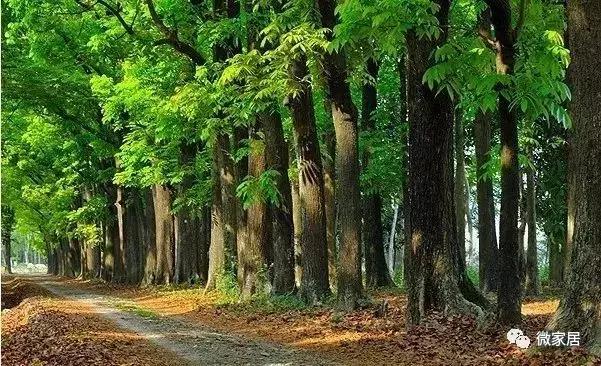 桃花心木品种大全图片,桃花心木是有纹的好还是没有的好