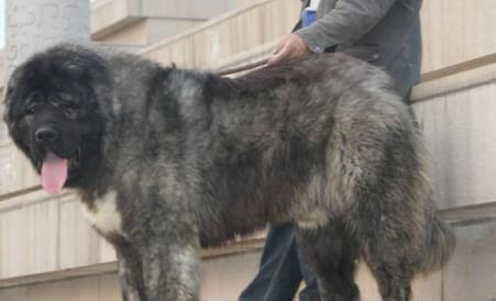 高加索犬吃什么,高加索犬吃什么最有营养