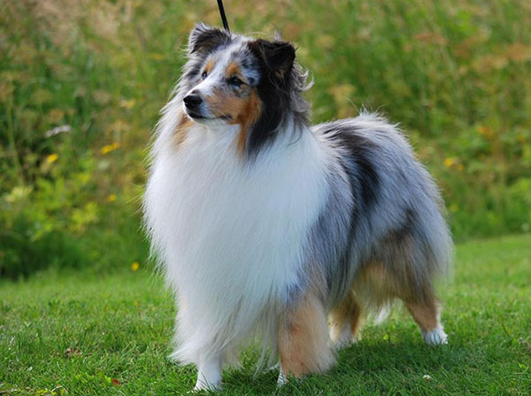 喜乐蒂牧羊犬短毛,苏格兰牧羊犬vs喜乐蒂牧羊犬