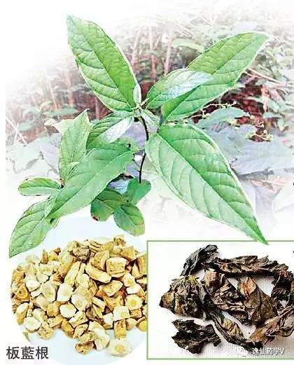 一个植物多个来源的中药,功效相似的药材有哪些中药