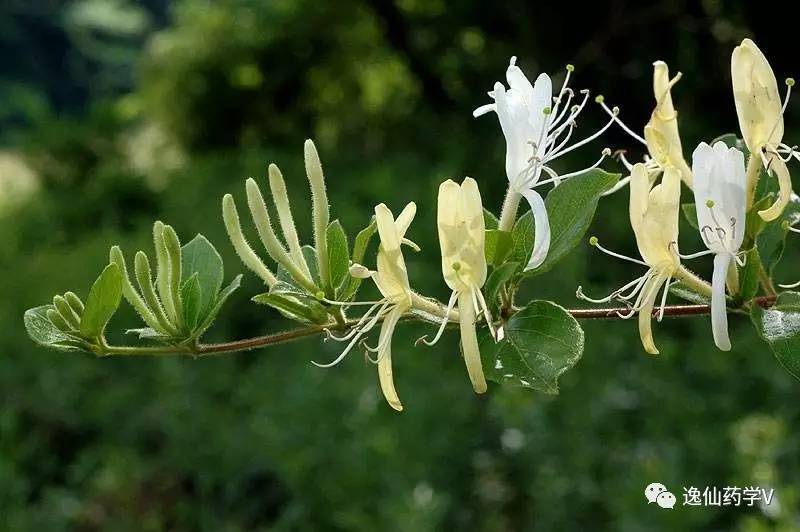 一个植物多个来源的中药,功效相似的药材有哪些中药
