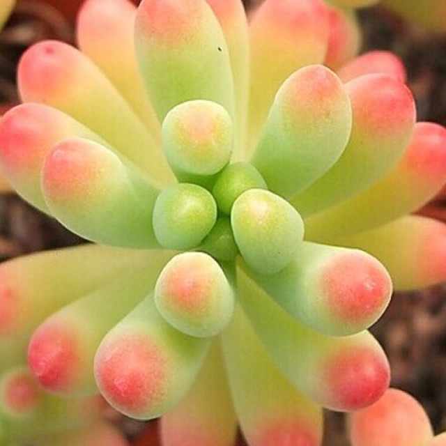 肉肉买回来就变色怎么回事,肉肉怎样养会变色