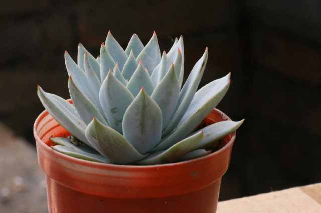 肉肉买回来就变色怎么回事,肉肉怎样养会变色