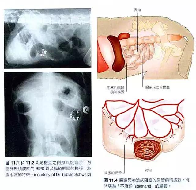 狗狗乱吃东西会得细小么,狗狗乱吃异物会咋样