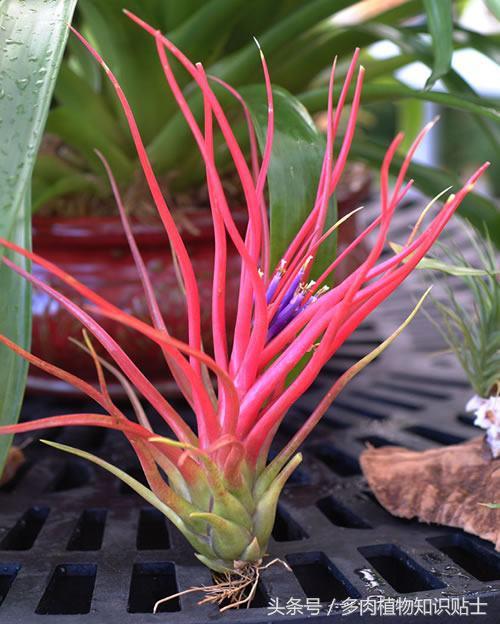 空气凤梨，懒人才会养的植物