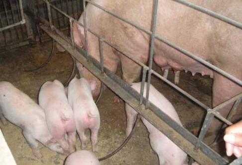 想要母猪多产崽怎么养,想要养好母猪