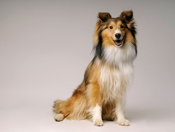 喜乐蒂牧羊犬短毛,苏格兰牧羊犬vs喜乐蒂牧羊犬