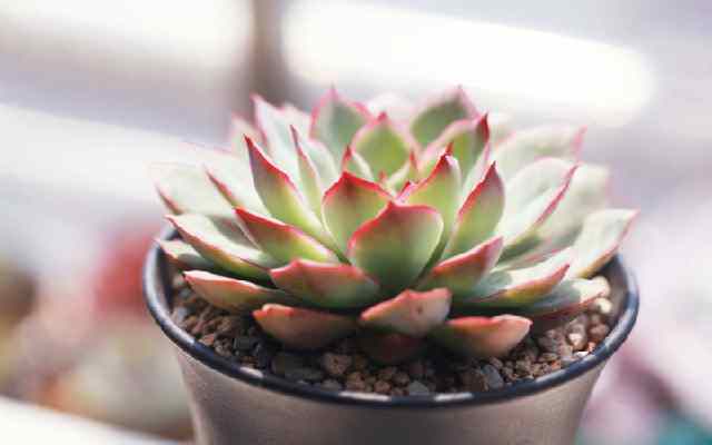 肉肉买回来就变色怎么回事,肉肉怎样养会变色