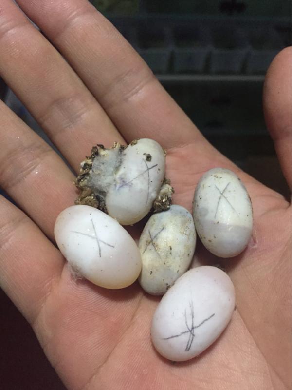 龟蛋买回家孵化温度湿度,龟低温孵化湿度