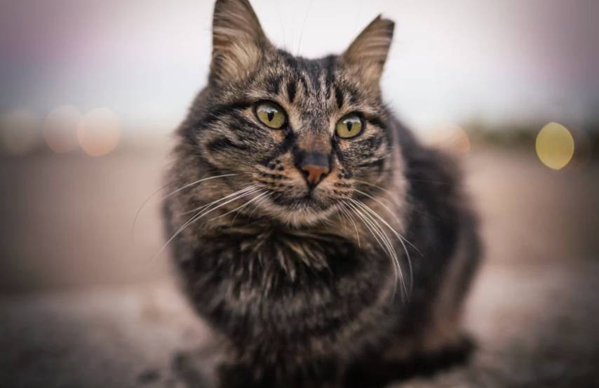 宠物店不为人知的秘密,宠物店不告诉你的小秘密