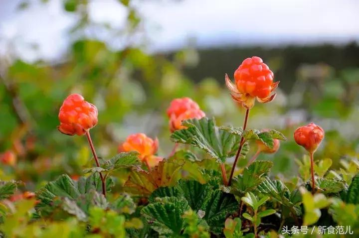 一杯7万,唐家三少喝的百年威士忌居然是假货