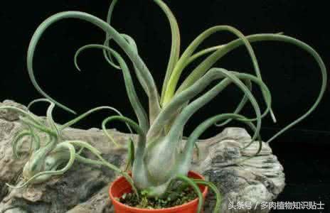 空气凤梨，懒人才会养的植物