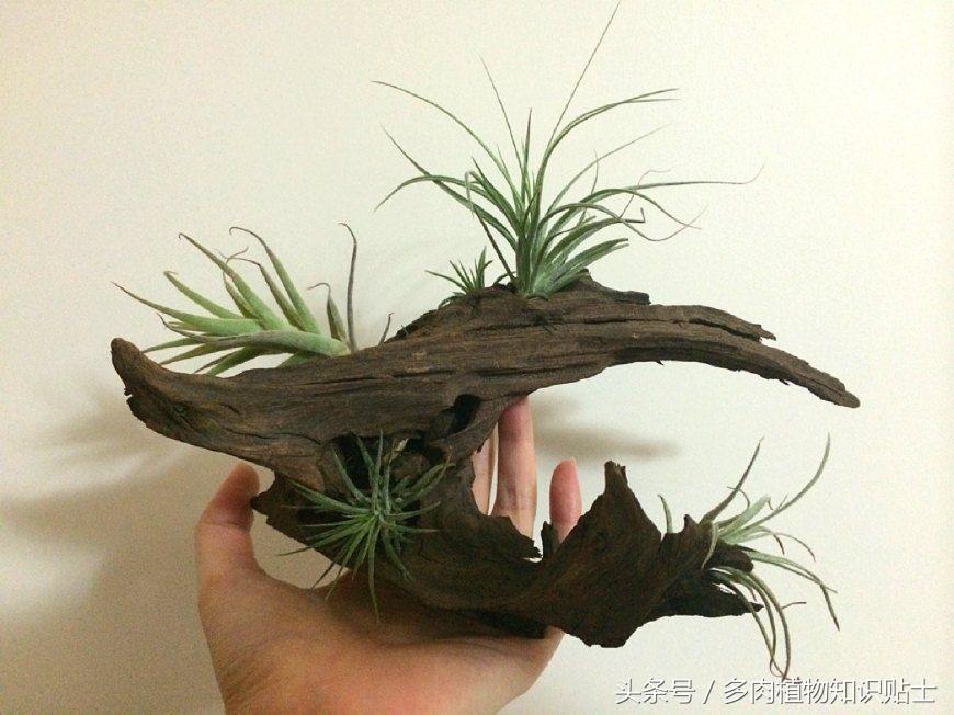 空气凤梨，懒人才会养的植物